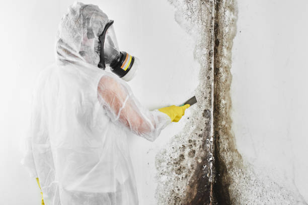 Best Local Mold Removal Service  in Water Valley, MS