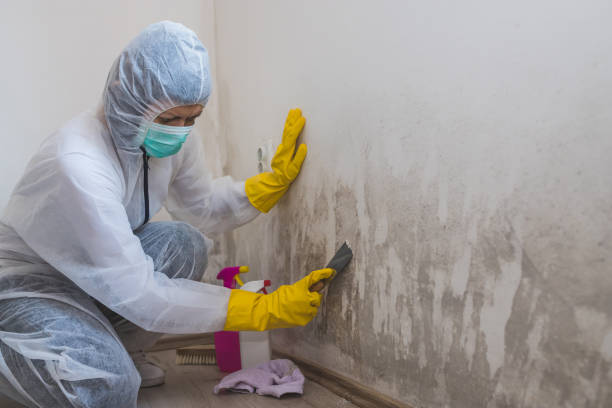 Best Office Mold Removal Services  in Water Valley, MS