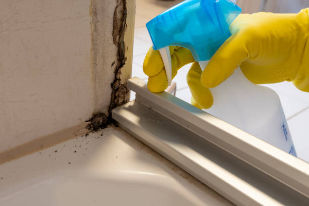Best Office Mold Removal Services  in Water Valley, MS