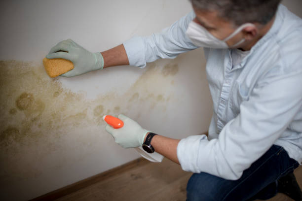 Best Home Mold Removal  in Water Valley, MS