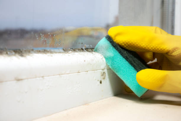 Certified Mold Removal in Water Valley, MS