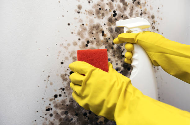 Best Mold Removal Company Near Me  in Water Valley, MS
