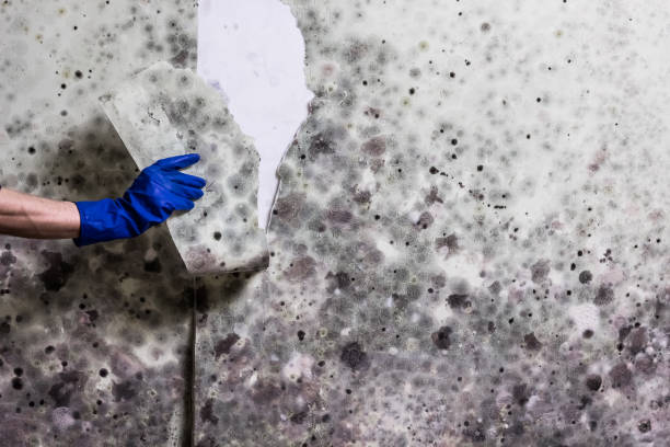 Crawl Space Mold Removal in Water Valley, MS