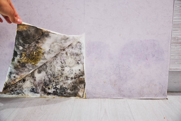 Best Toxic Mold Removal  in Water Valley, MS